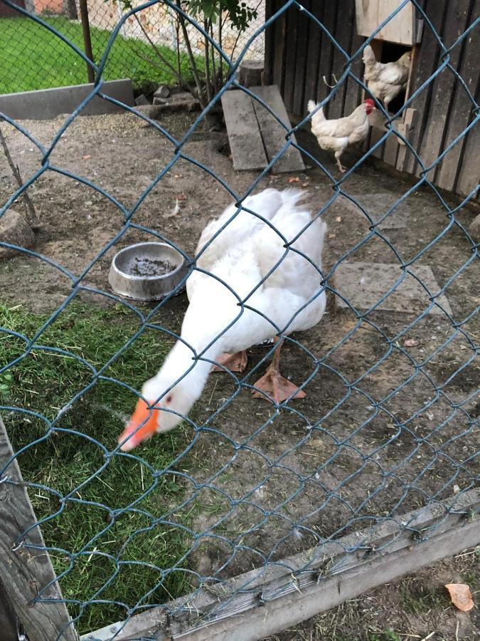 Ferienwohnung Gans Auguste Dohna 外观 照片